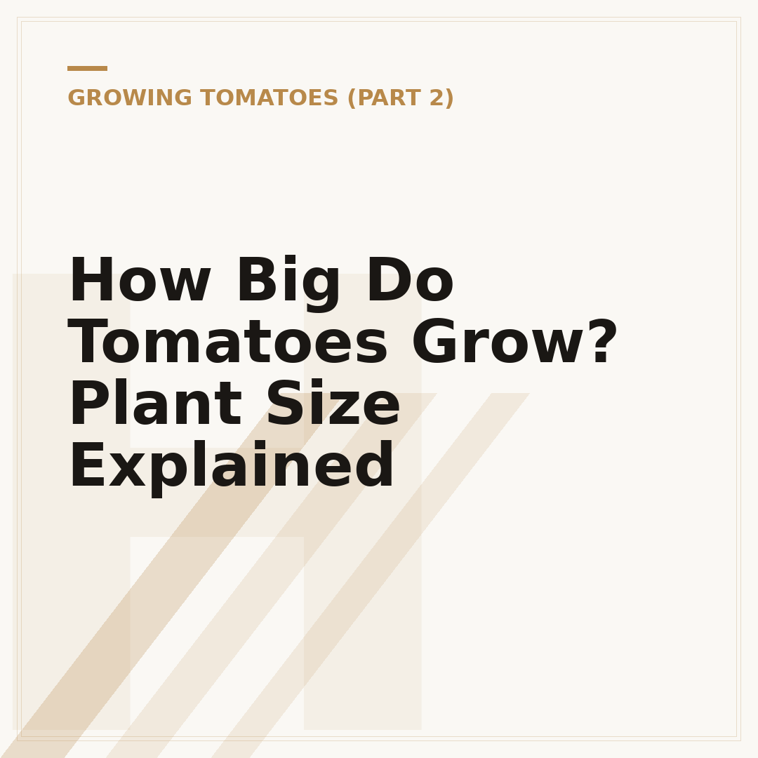 How Big Do Tomatoes Grow? Plant Size Explained