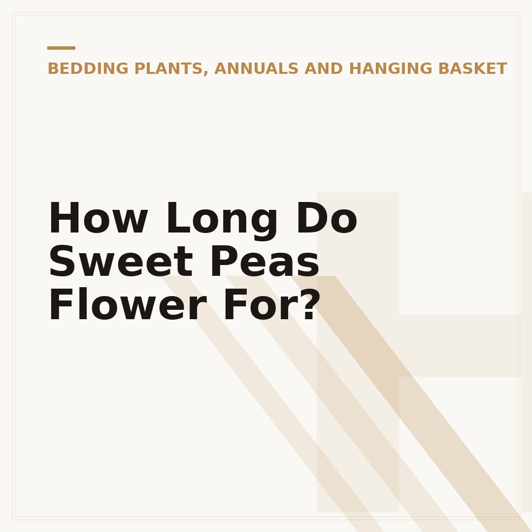 How Long Do Sweet Peas Flower For?