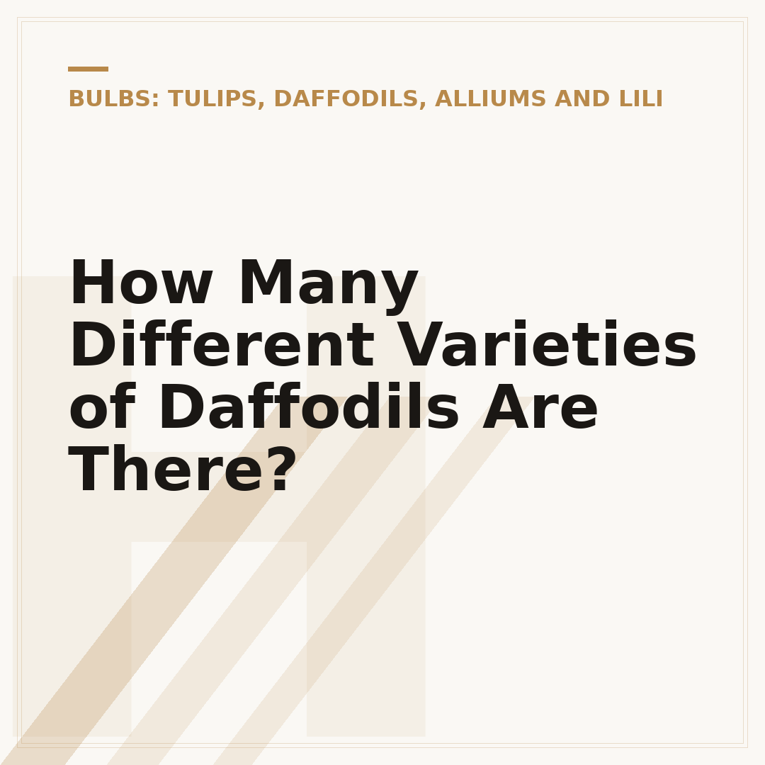 How Many Different Varieties of Daffodils Are There?