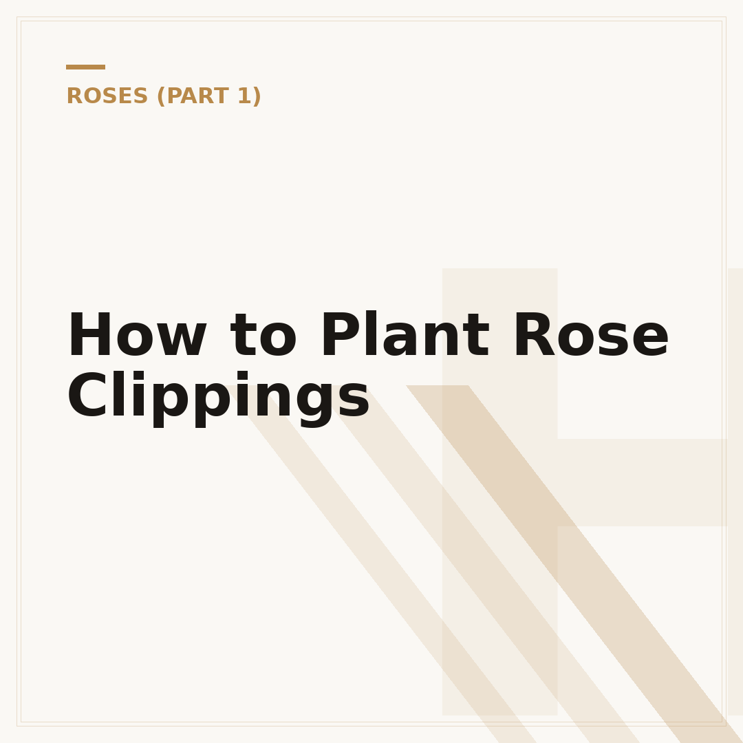 How to Plant Rose Clippings