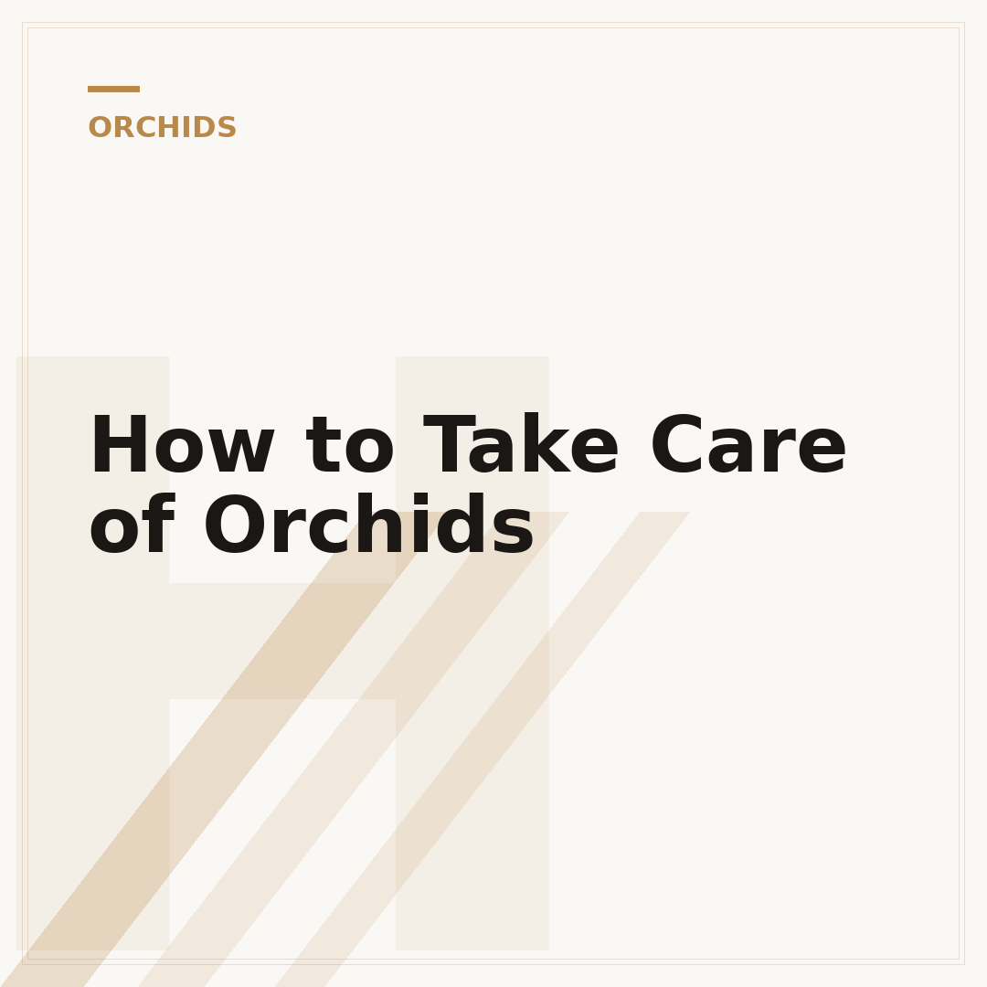 How to Take Care of Orchids