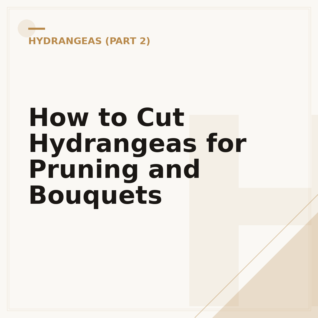 How to Cut Hydrangeas for Pruning and Bouquets