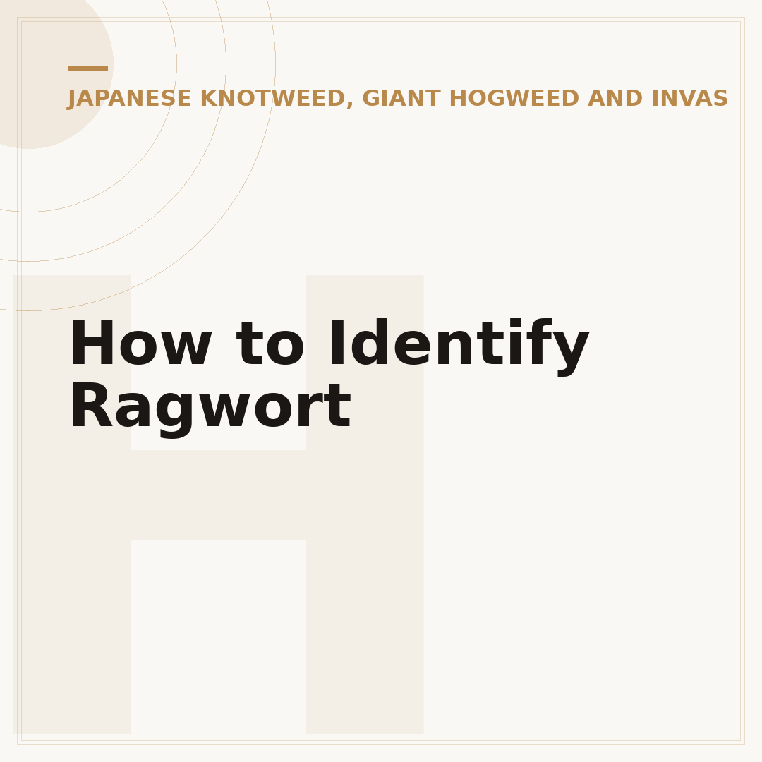 How to Identify Ragwort
