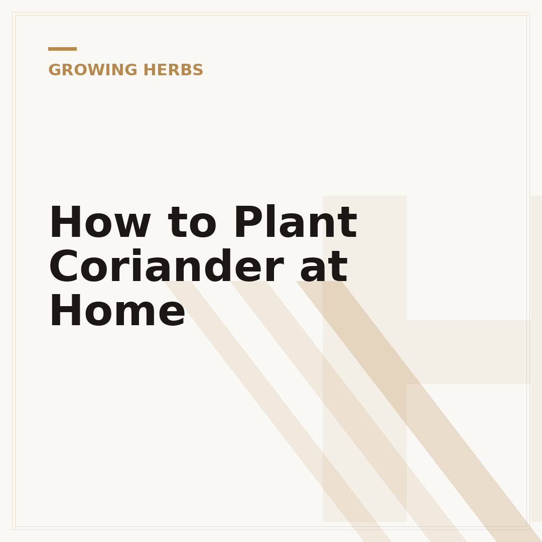 How to Plant Coriander at Home
