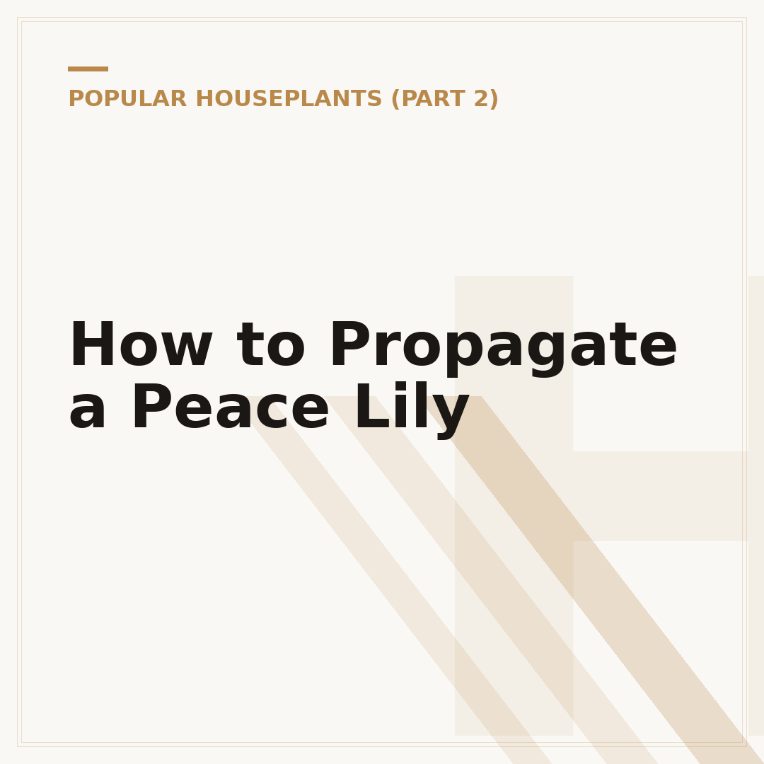 How to Propagate a Peace Lily