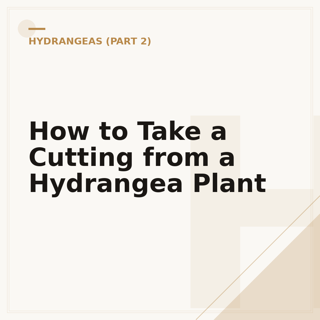 How to Take a Cutting from a Hydrangea Plant