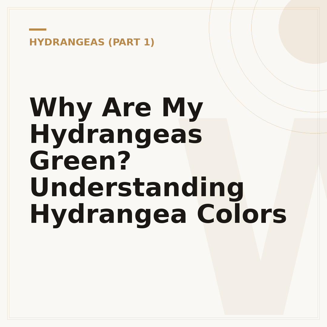 Why Are My Hydrangeas Green? Understanding Hydrangea Colors