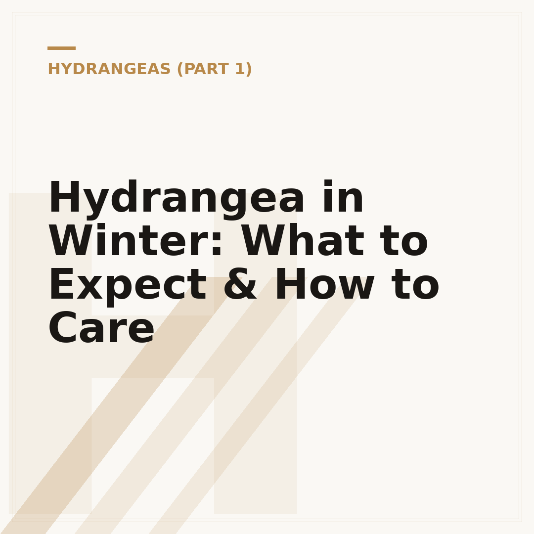 Hydrangea in Winter: What to Expect & How to Care