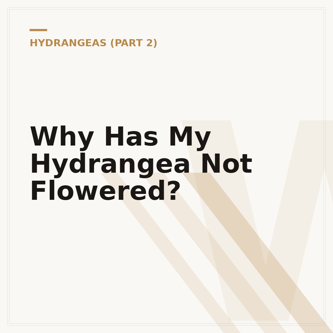 Why Has My Hydrangea Not Flowered?