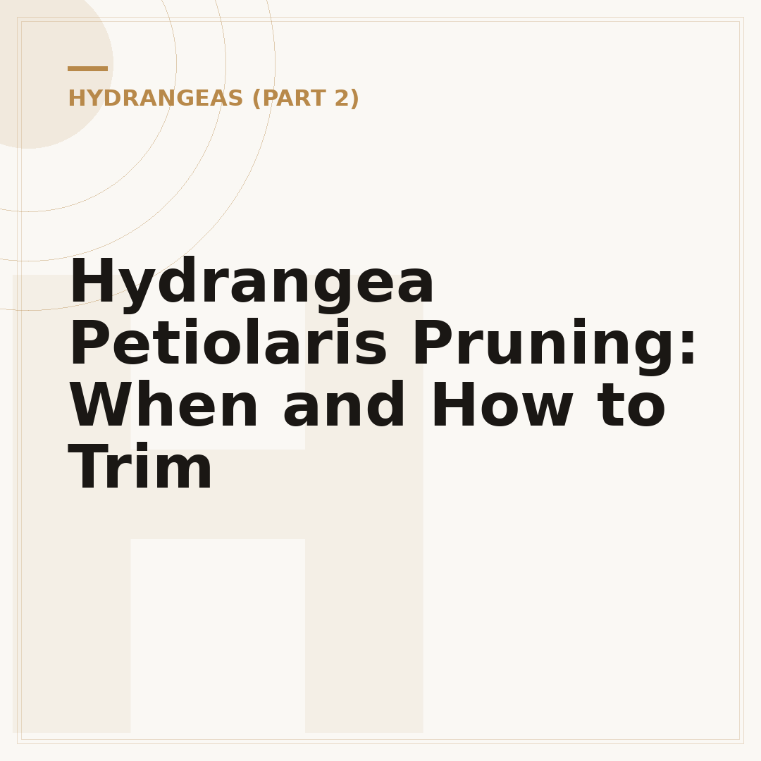 Hydrangea Petiolaris Pruning: When and How to Trim