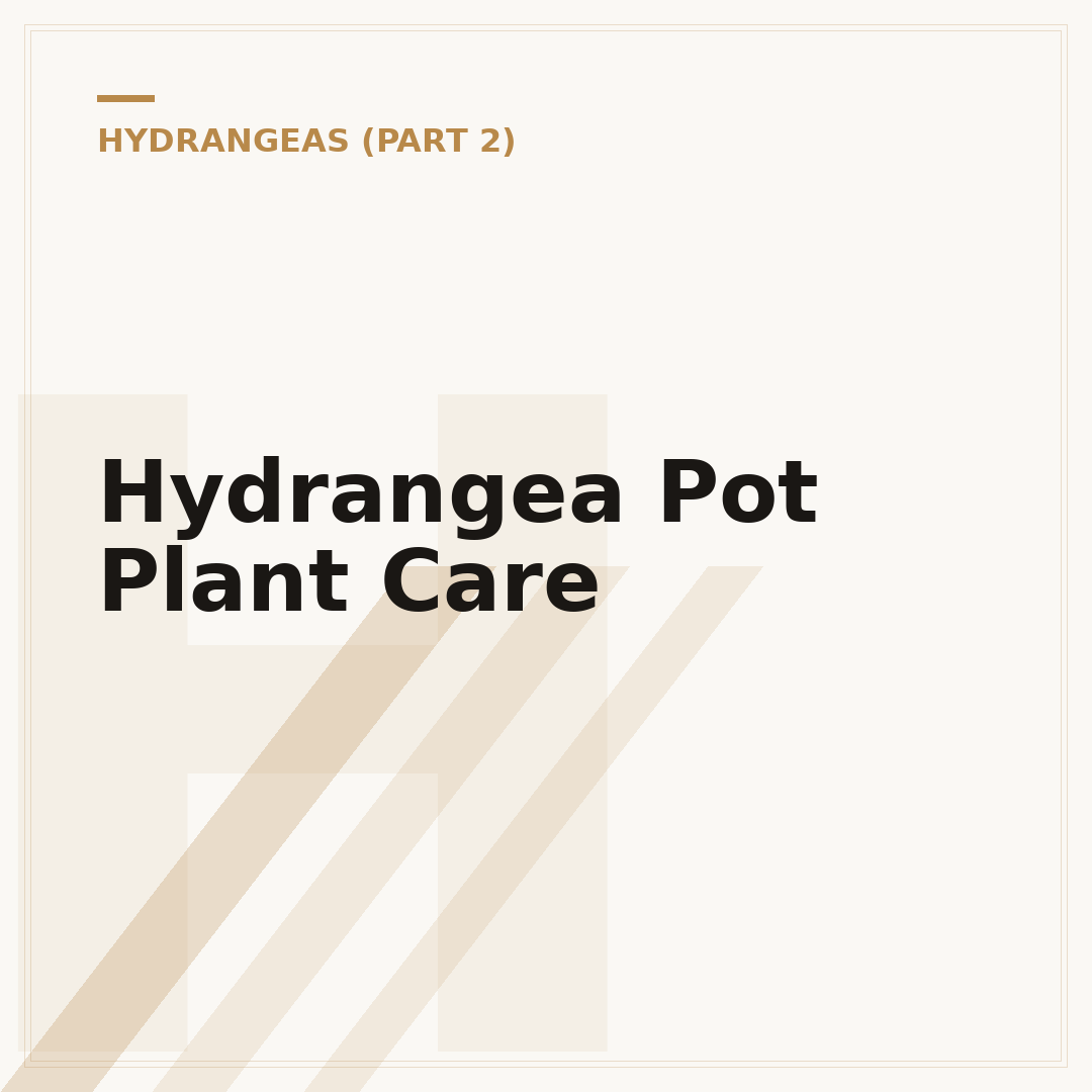Hydrangea Pot Plant Care