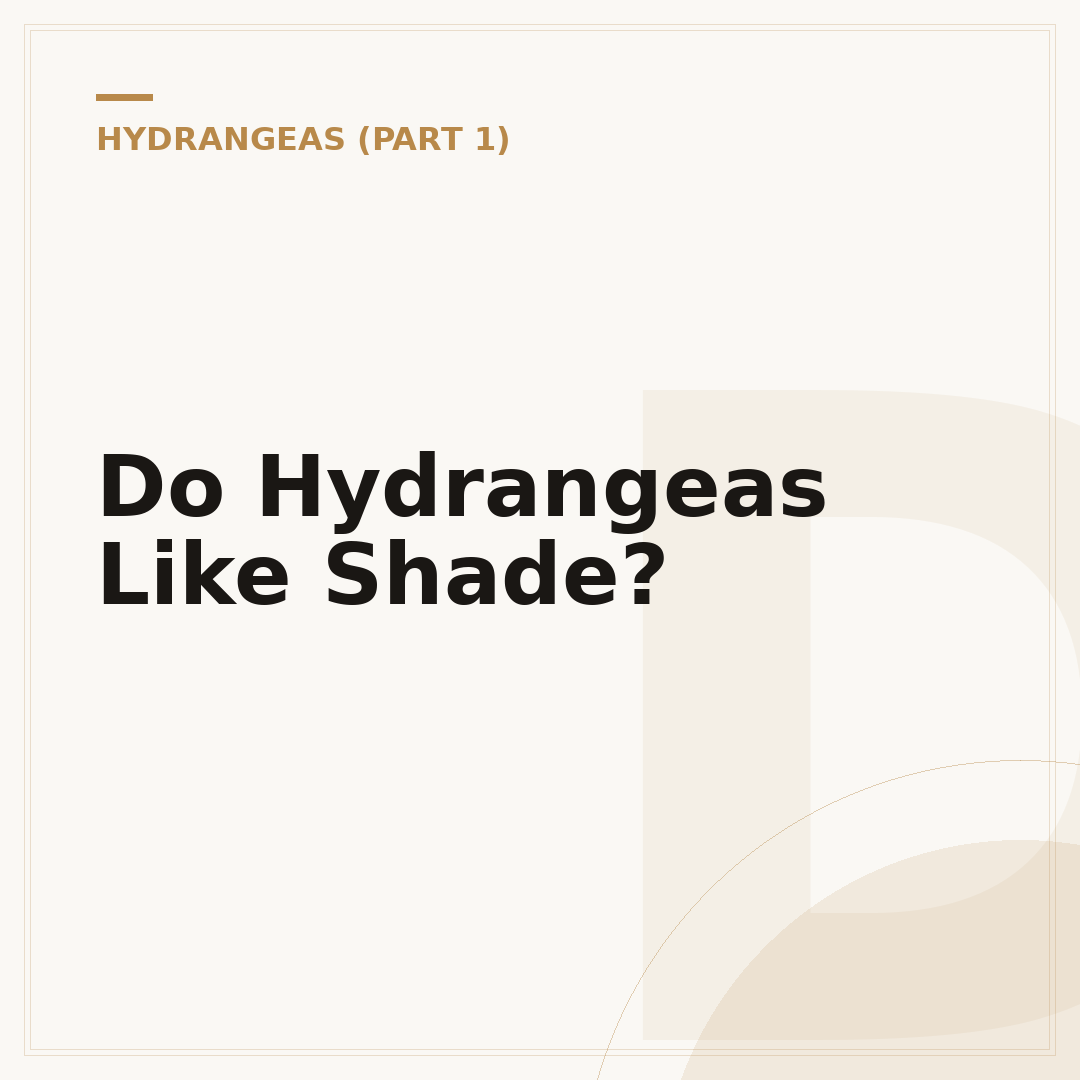 Do Hydrangeas Like Shade?