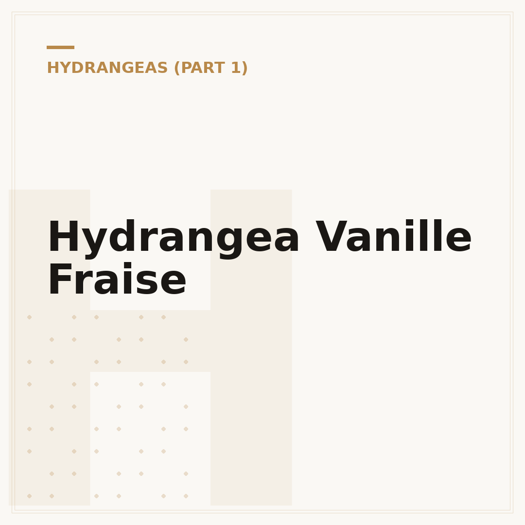 Hydrangea Vanille Fraise