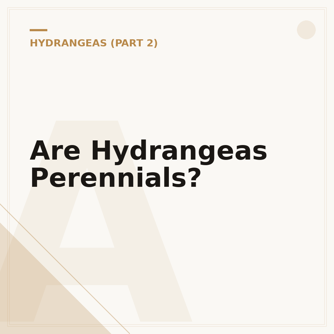 Are Hydrangeas Perennials?