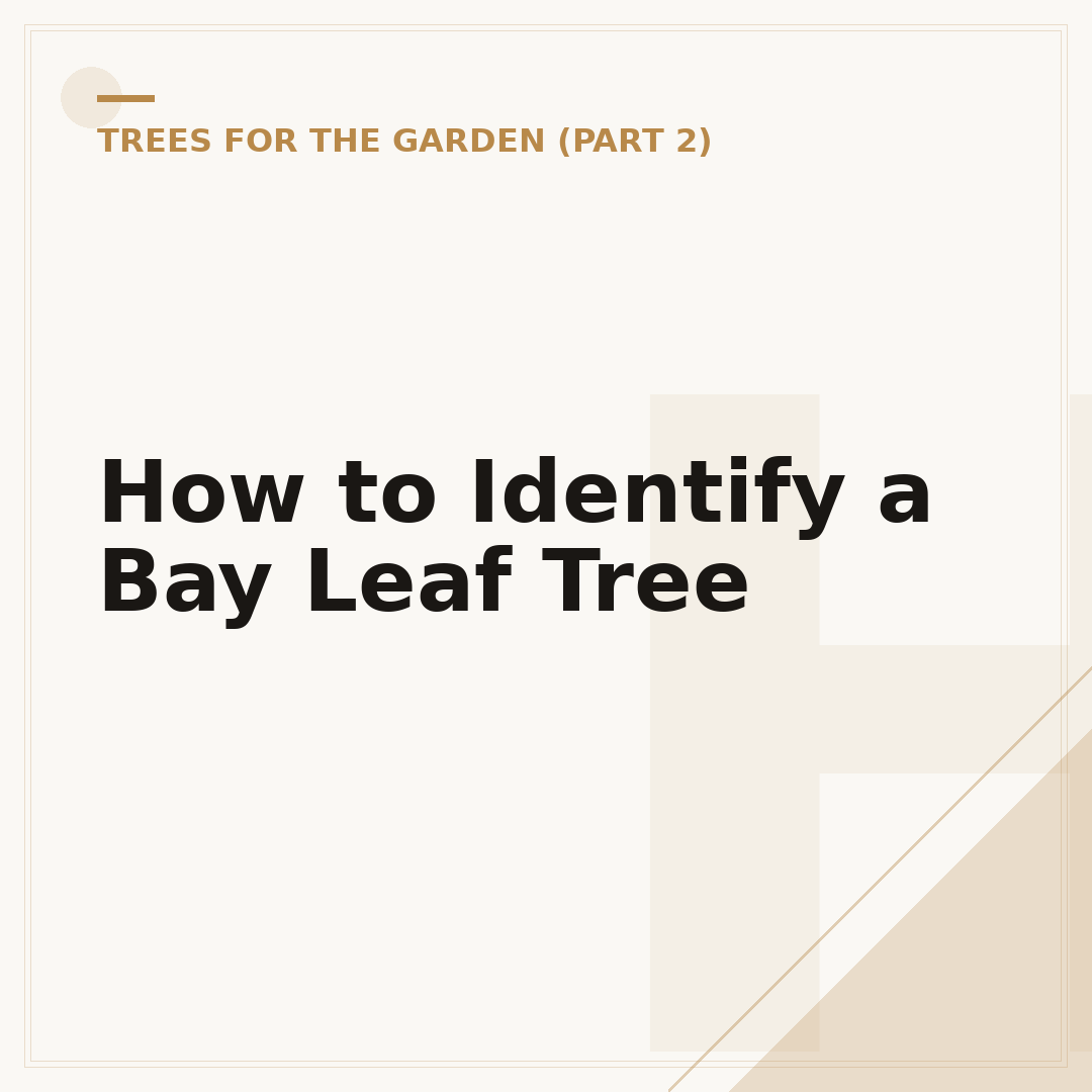 How to Identify a Bay Leaf Tree