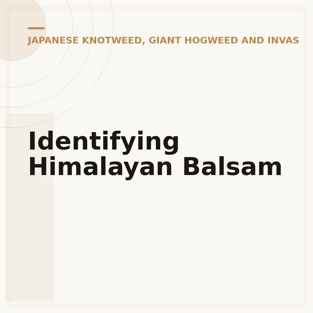 Identifying Himalayan Balsam