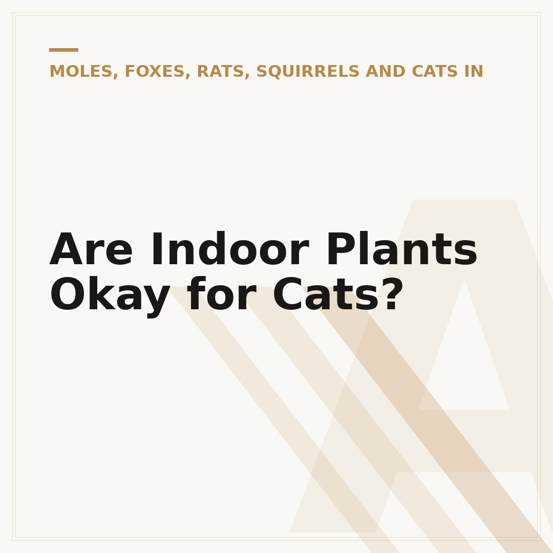 Are Indoor Plants Okay for Cats?
