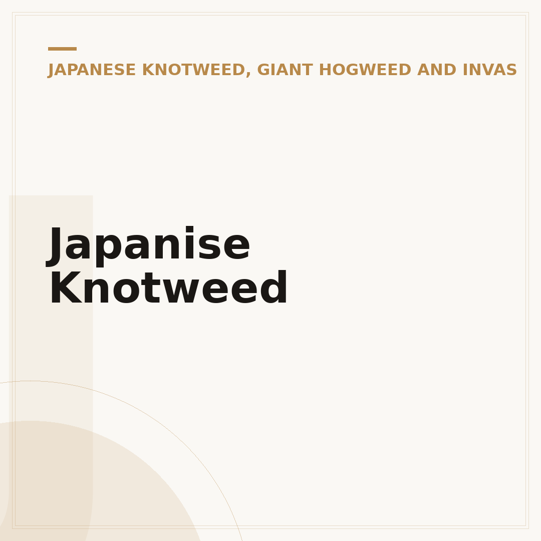 Japanise Knotweed