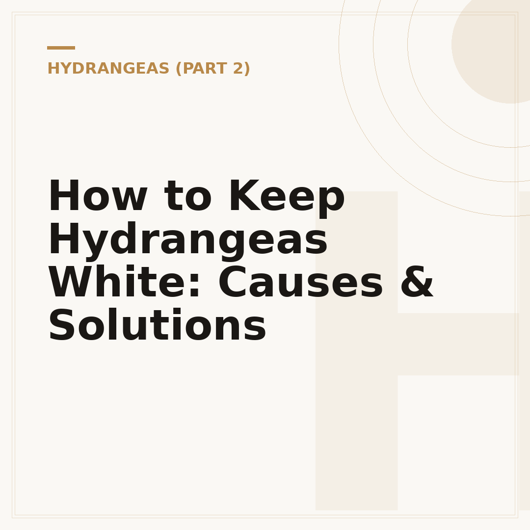 How to Keep Hydrangeas White: Causes & Solutions