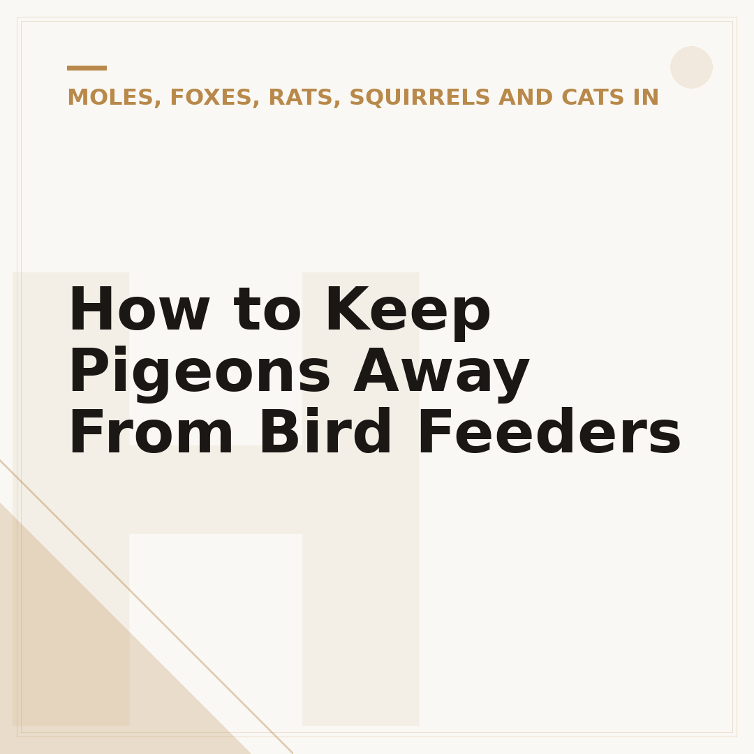 How to Keep Pigeons Away From Bird Feeders