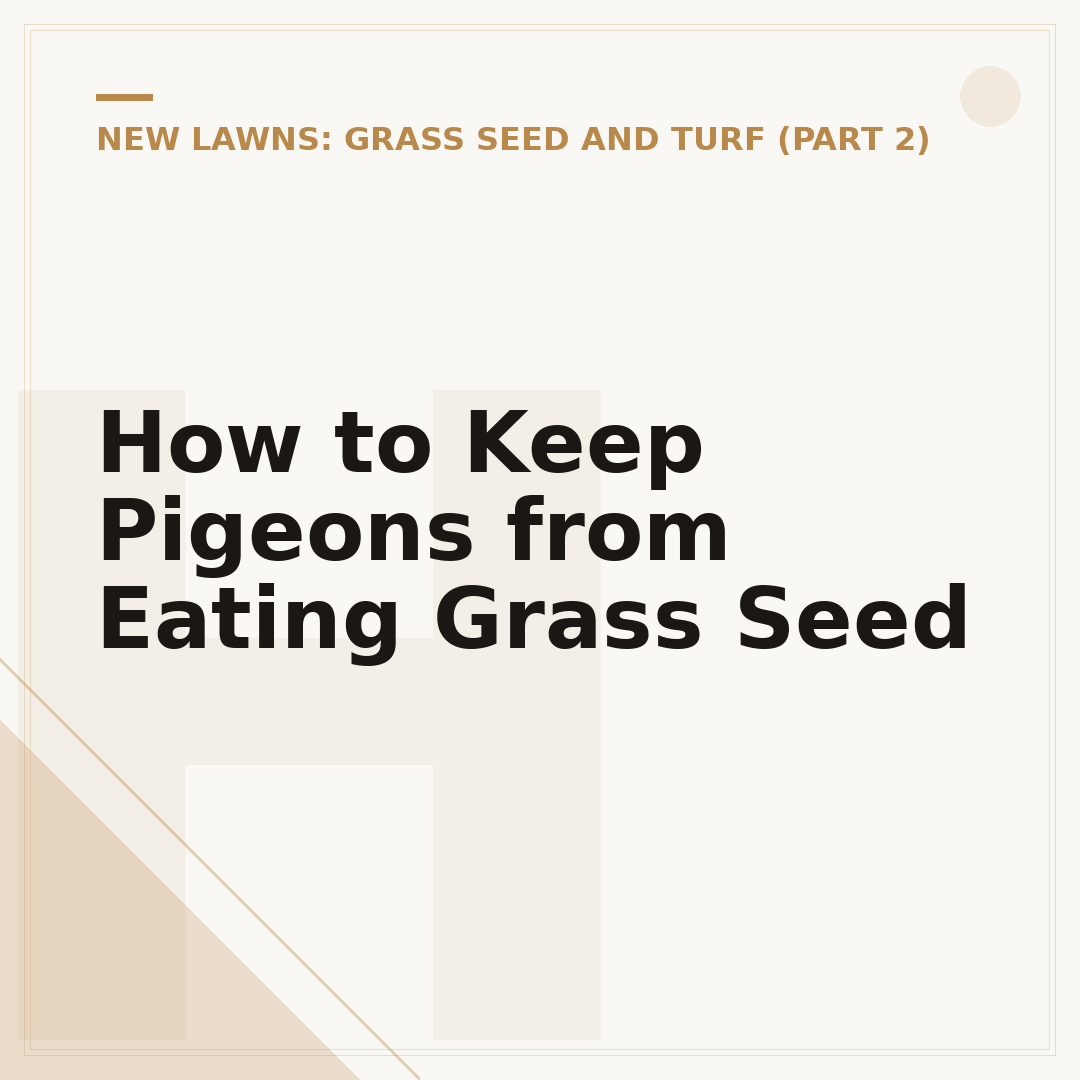How to Keep Pigeons from Eating Grass Seed