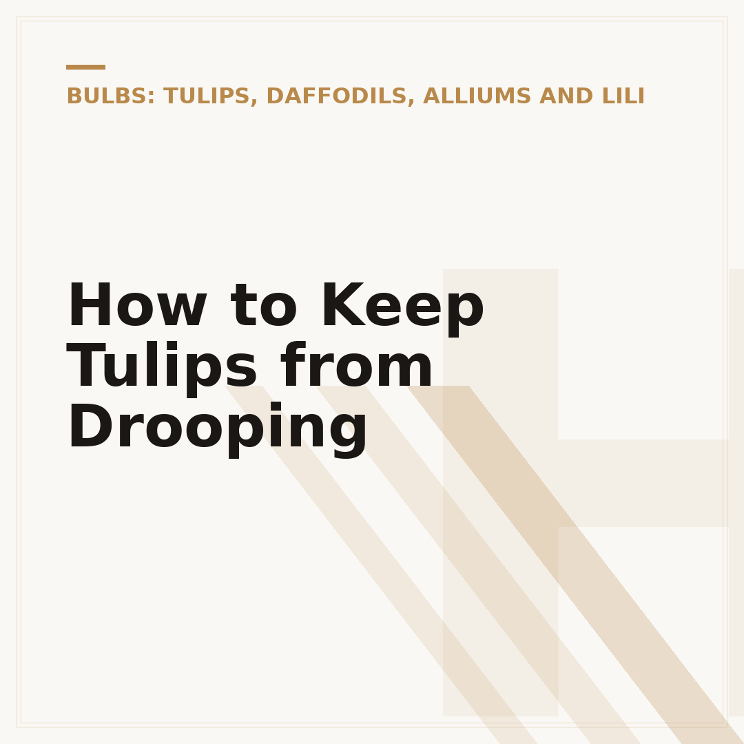 How to Keep Tulips from Drooping