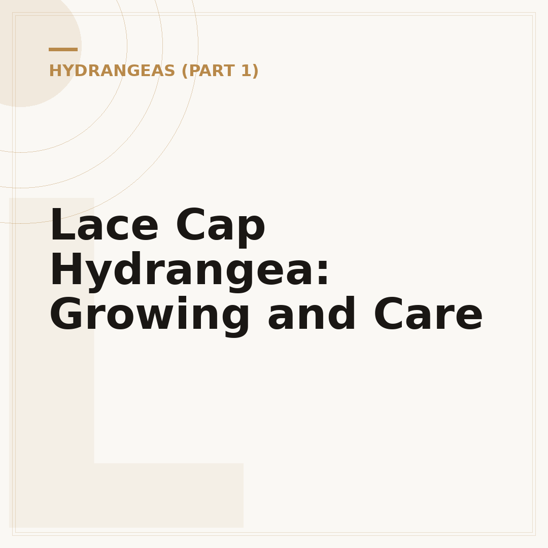 Lace Cap Hydrangea: Growing and Care