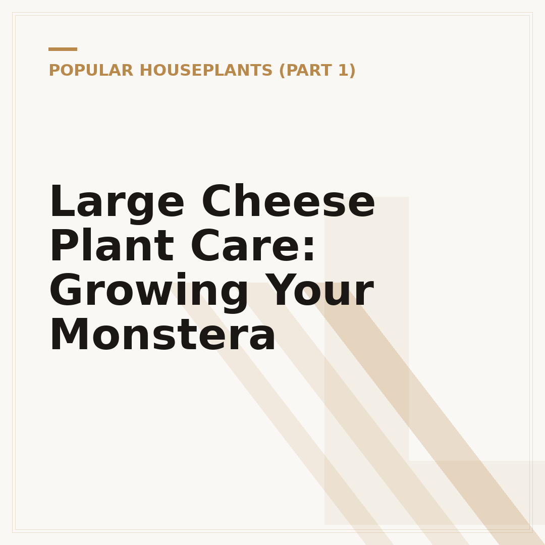Large Cheese Plant Care: Growing Your Monstera