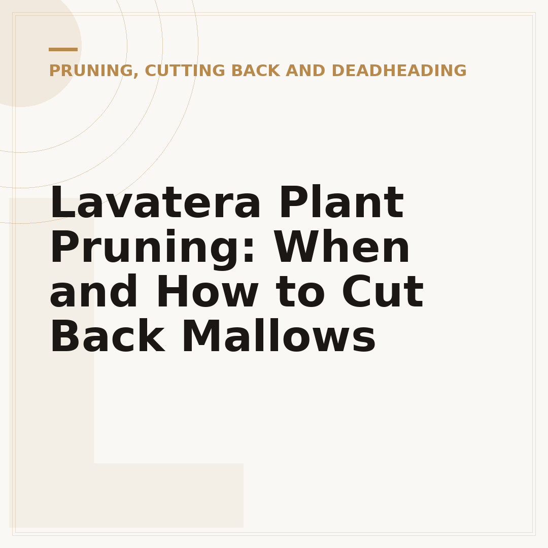 Lavatera Plant Pruning: When and How to Cut Back Mallows