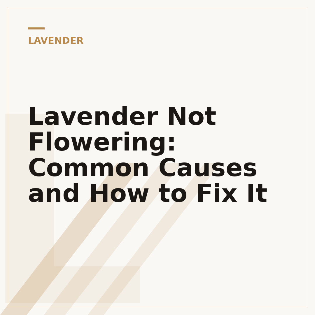 Lavender Not Flowering: Common Causes and How to Fix It