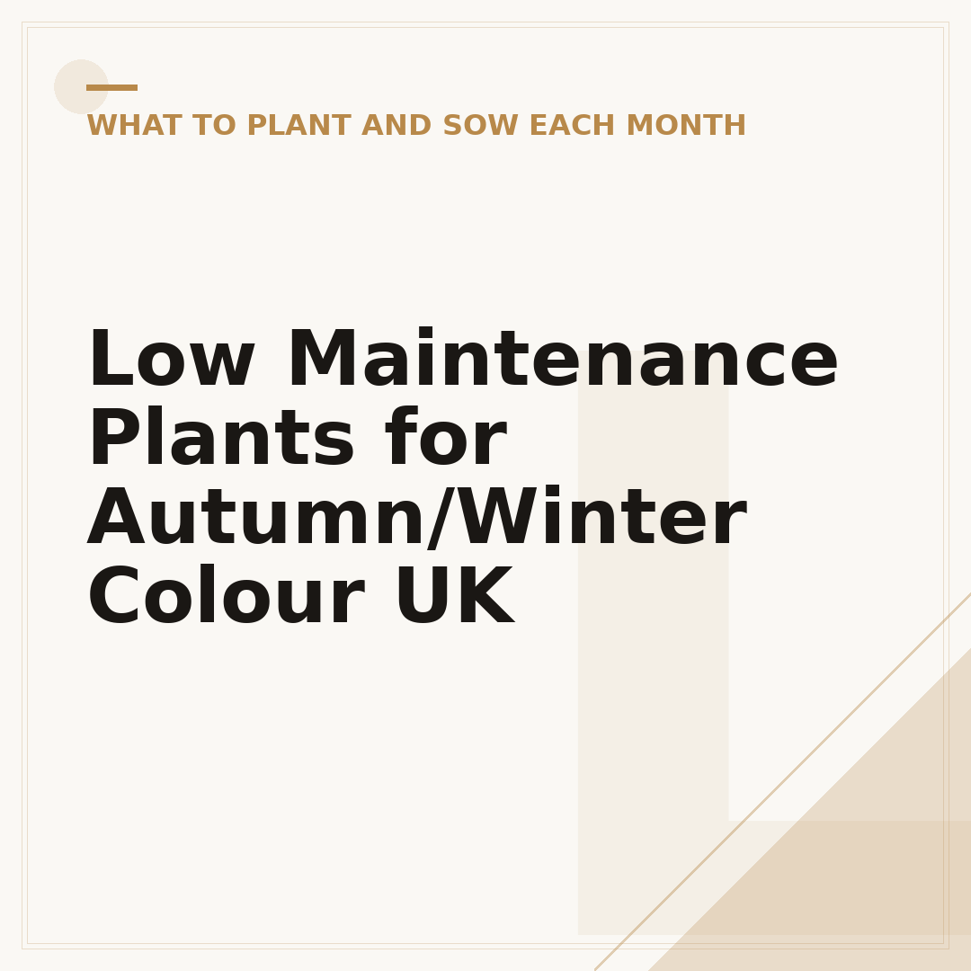 Low Maintenance Plants for Autumn/Winter Colour UK