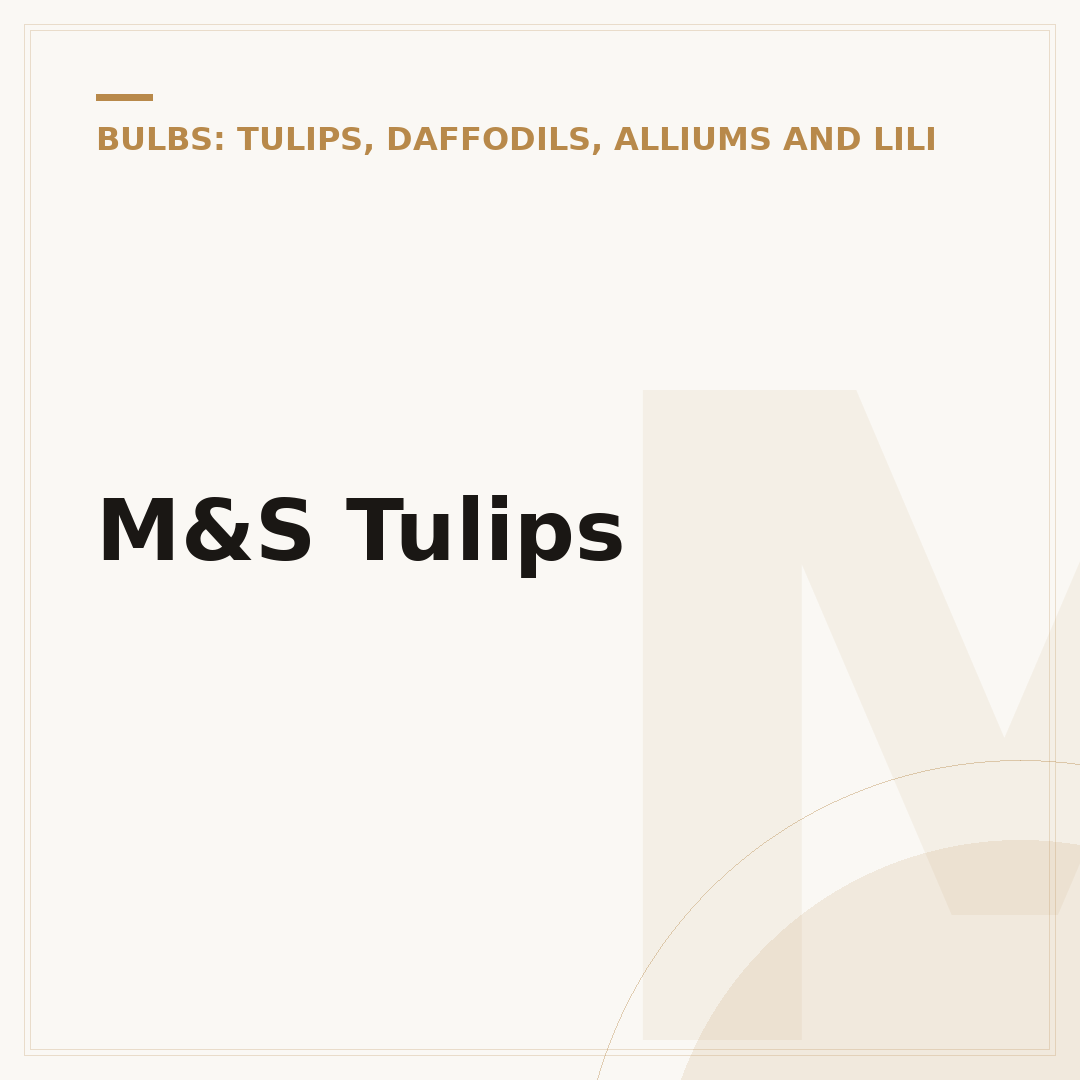 M&S Tulips