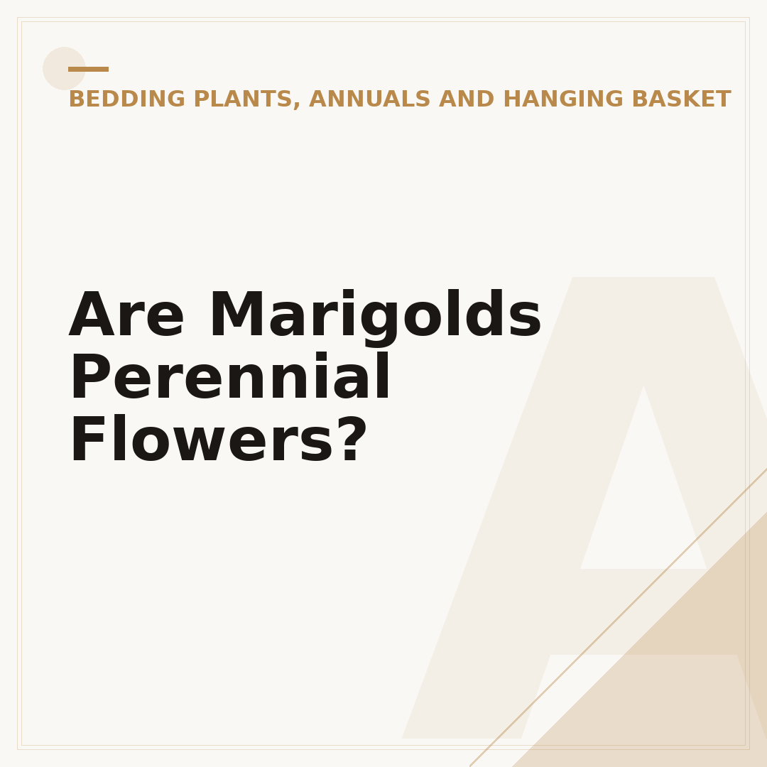Are Marigolds Perennial Flowers?