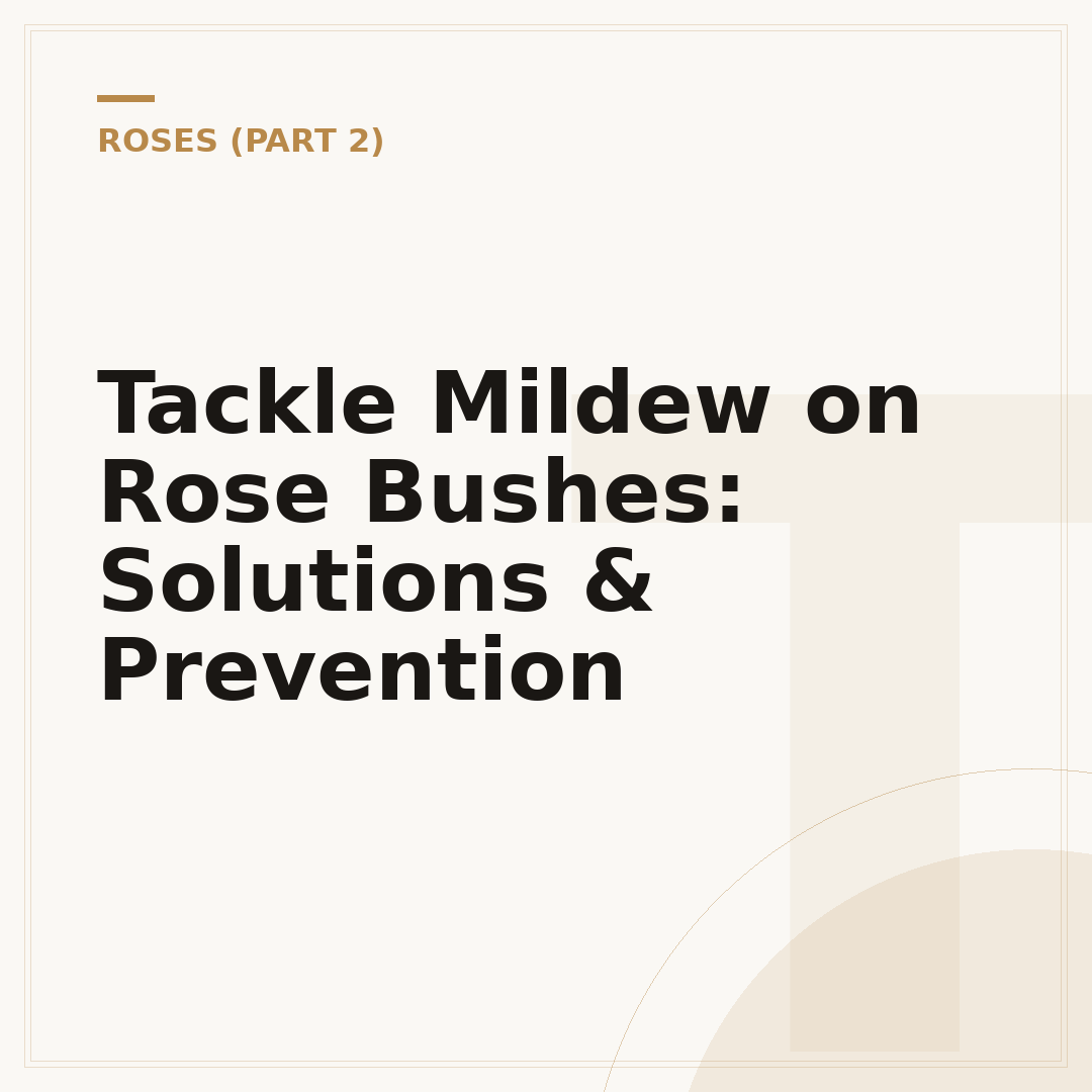 Tackle Mildew on Rose Bushes: Solutions & Prevention