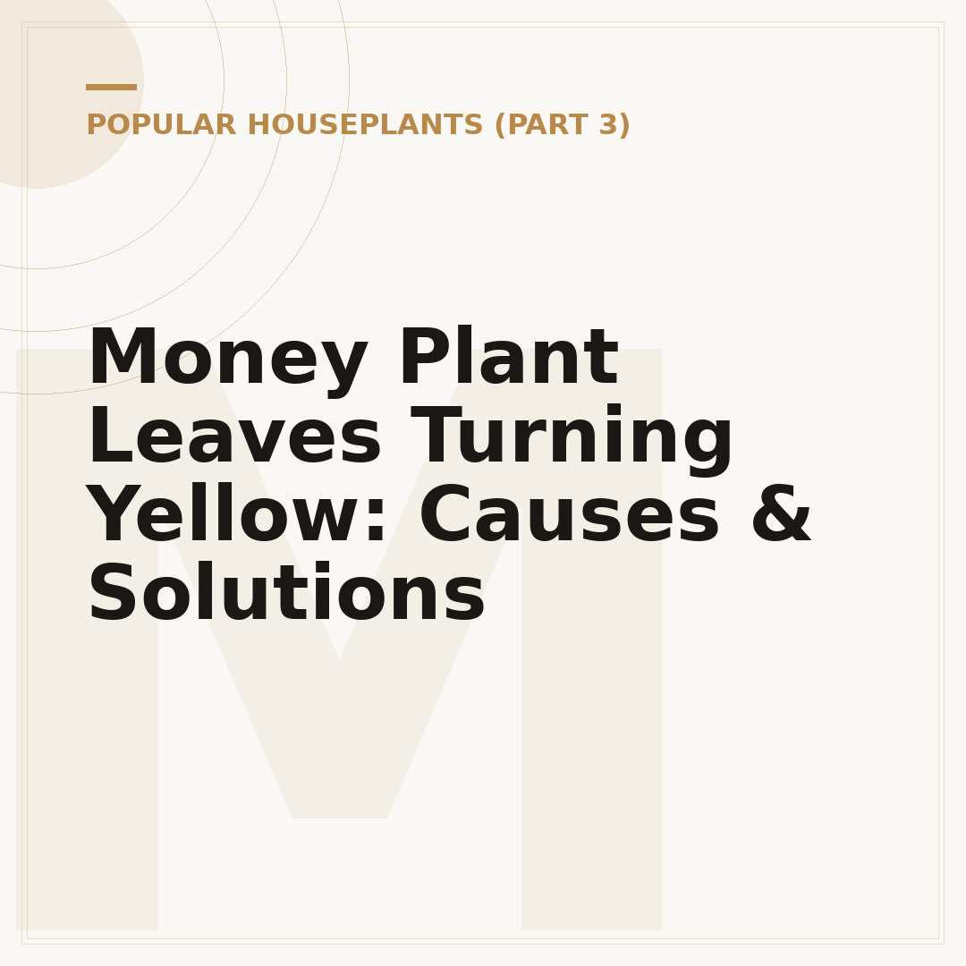 Money Plant Leaves Turning Yellow: Causes & Solutions
