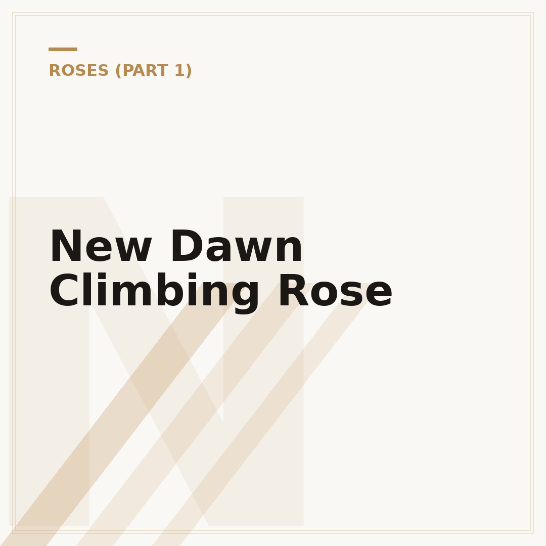 New Dawn Climbing Rose