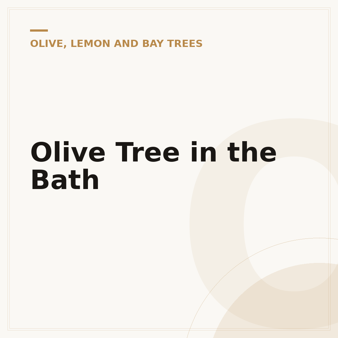 Olive Tree in the Bath