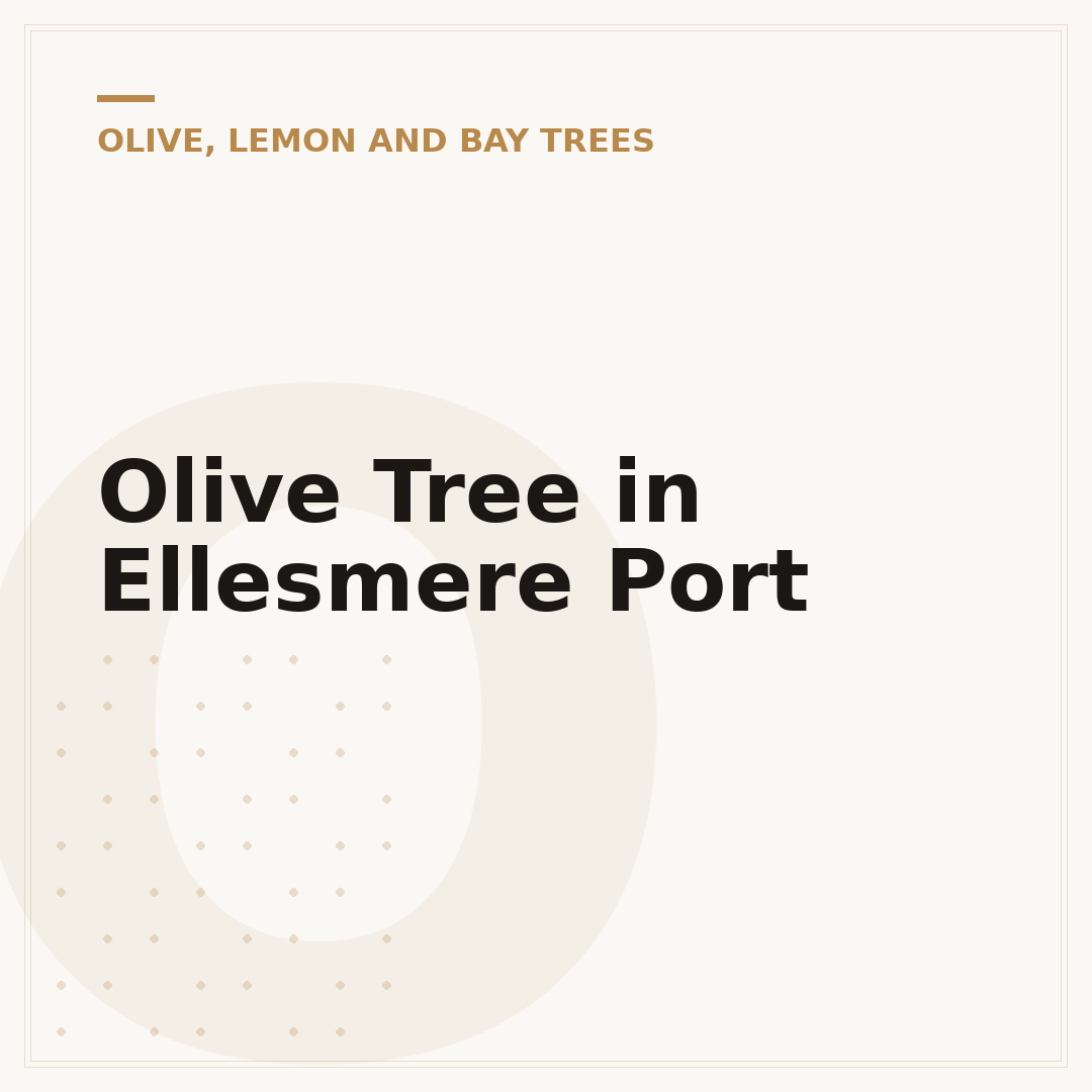 Olive Tree in Ellesmere Port