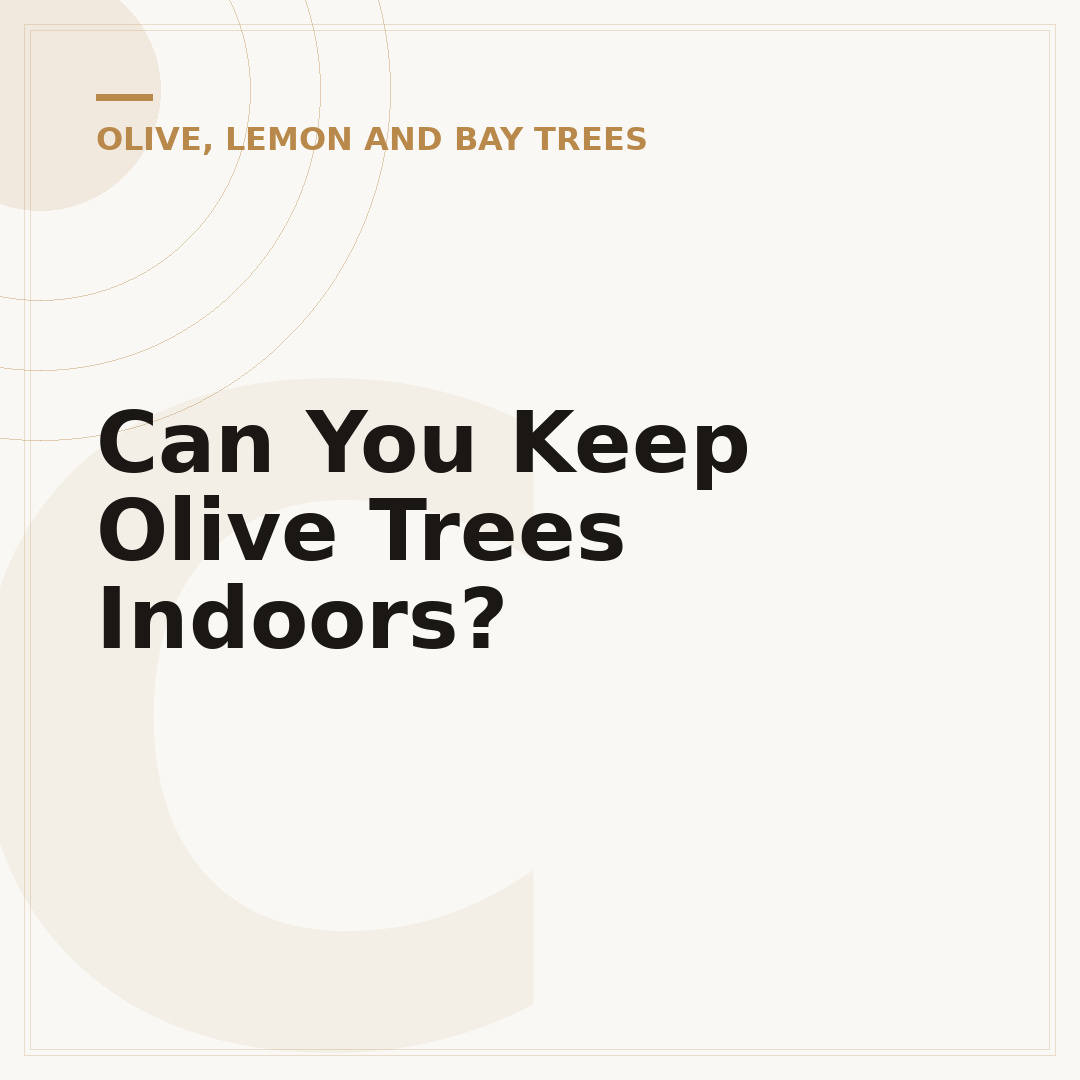 Can You Keep Olive Trees Indoors?