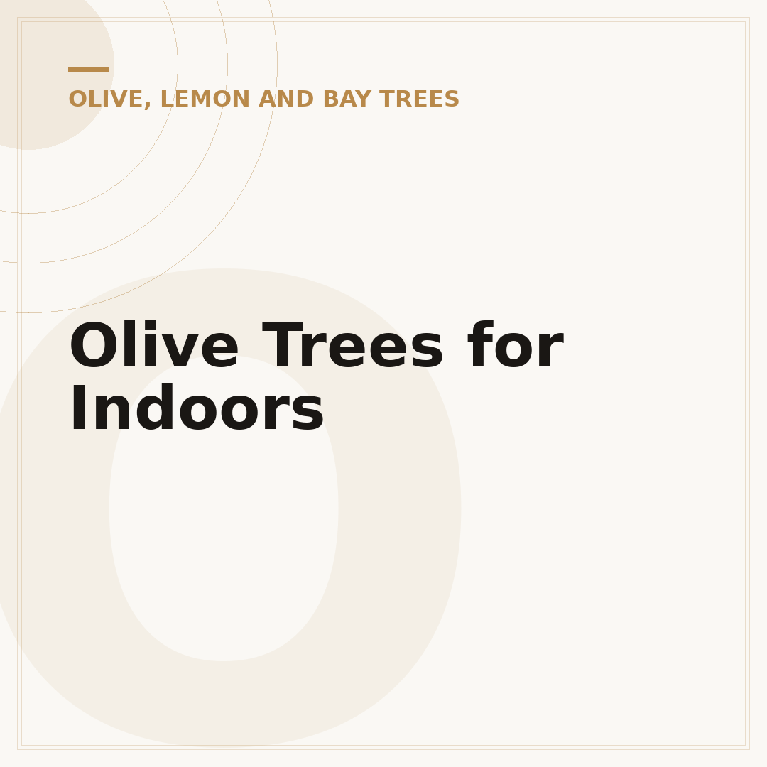 Olive Trees for Indoors