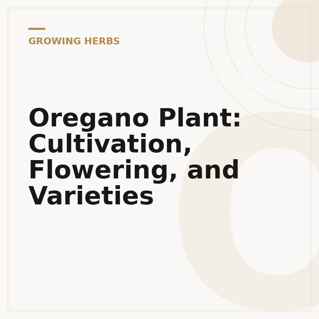 Oregano Plant: Cultivation, Flowering, and Varieties