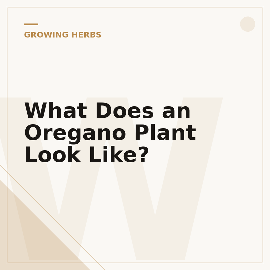 What Does an Oregano Plant Look Like?