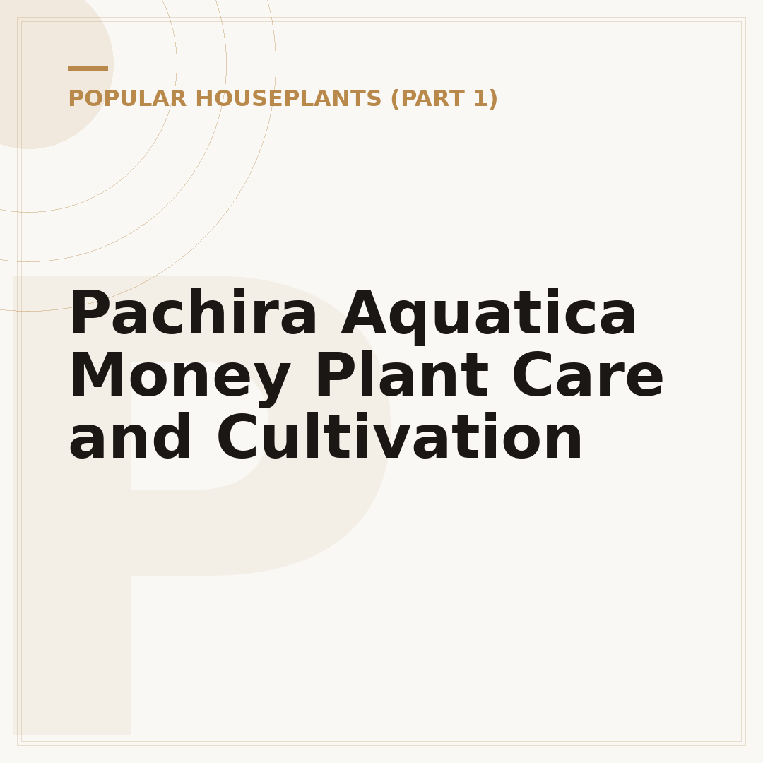 Pachira Aquatica Money Plant Care and Cultivation