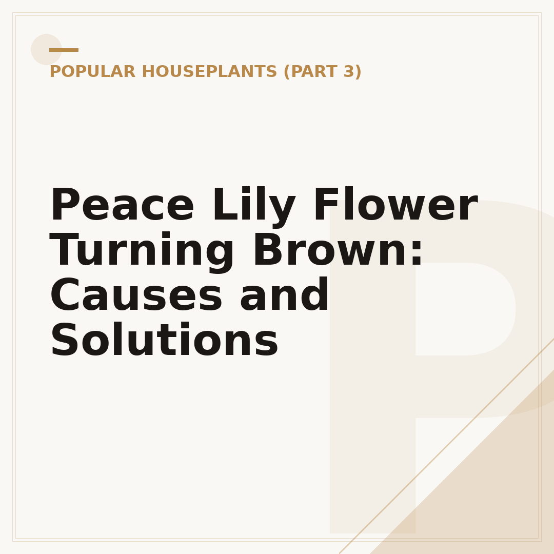 Peace Lily Flower Turning Brown: Causes and Solutions