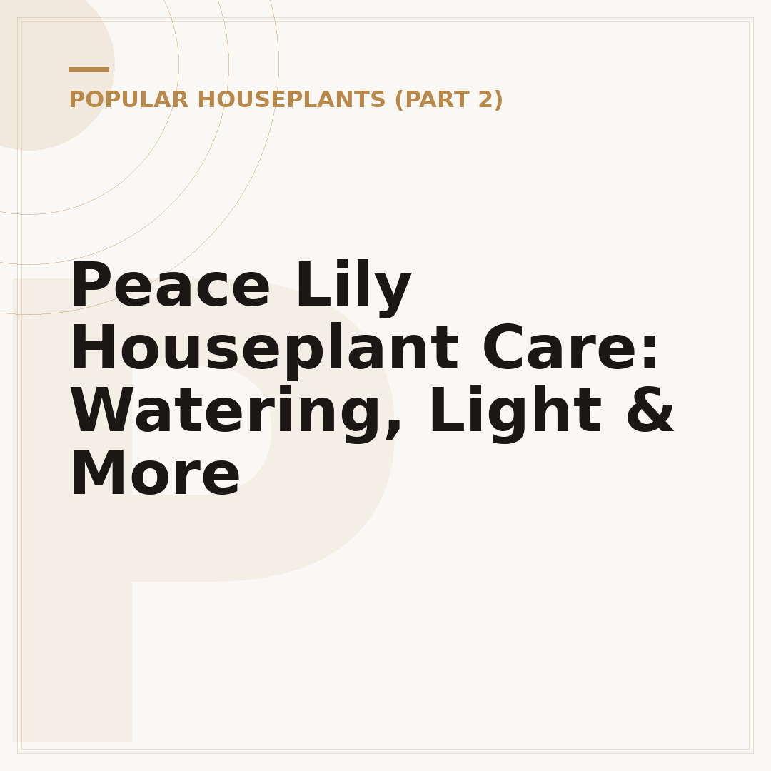 Peace Lily Houseplant Care: Watering, Light & More