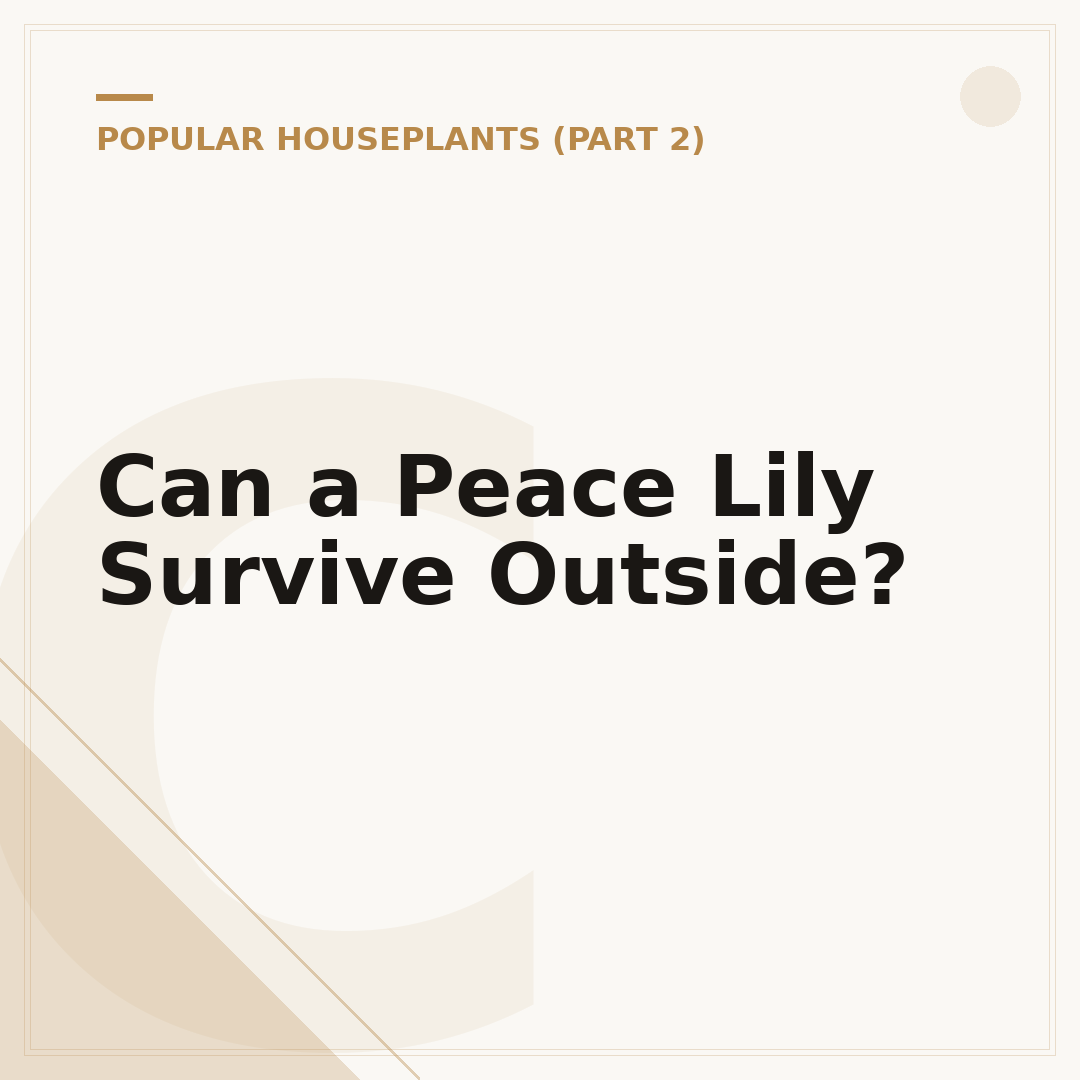Can a Peace Lily Survive Outside?
