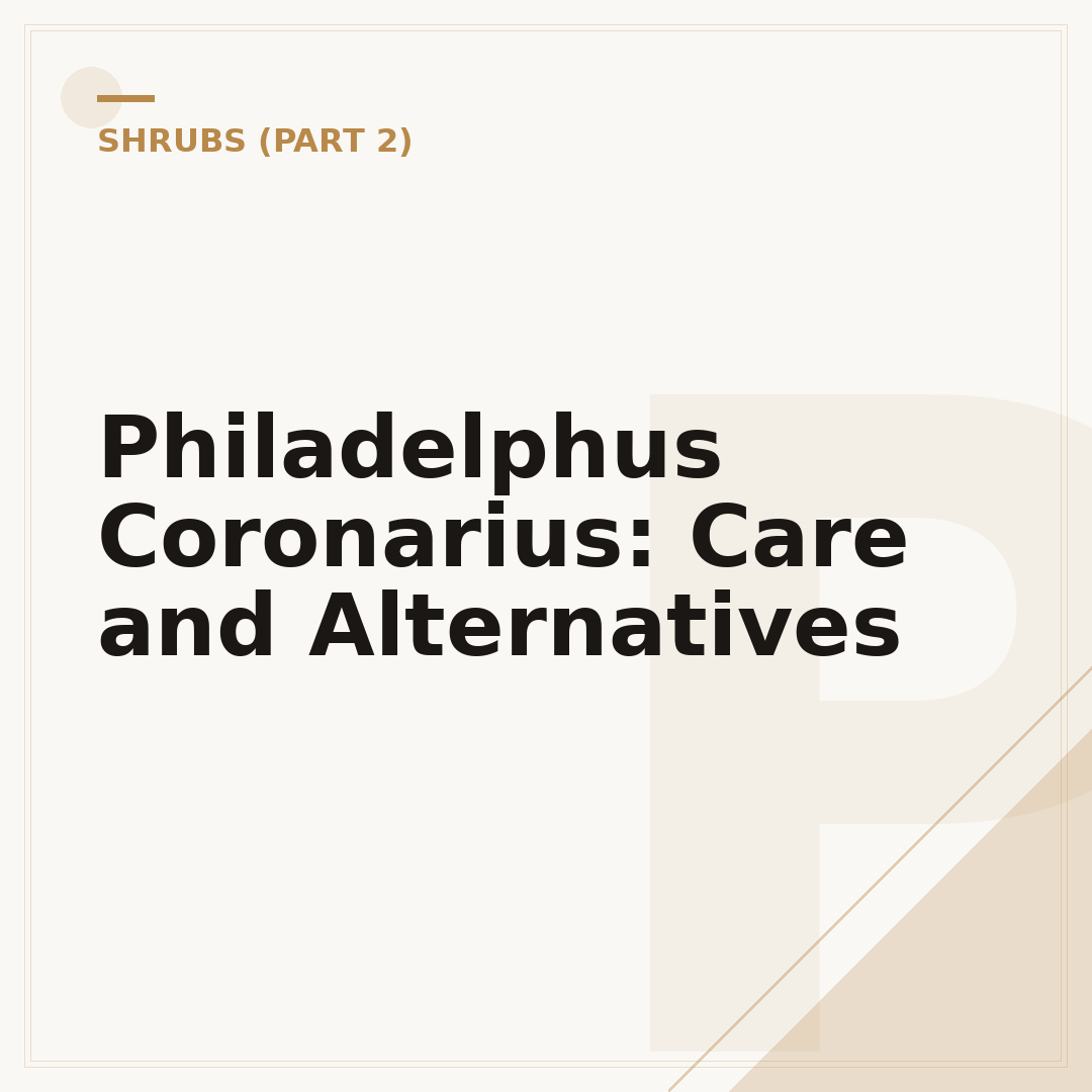 Philadelphus Coronarius: Care and Alternatives