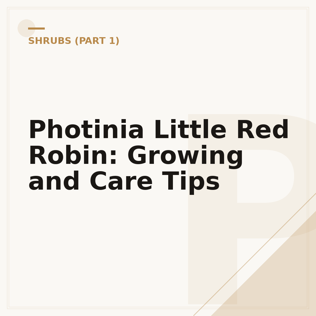Photinia Little Red Robin: Growing and Care Tips