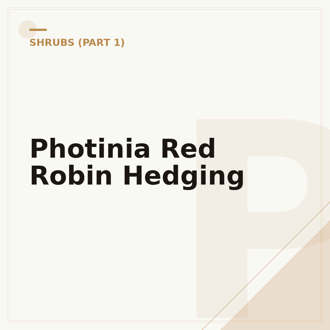 Photinia Red Robin Hedging