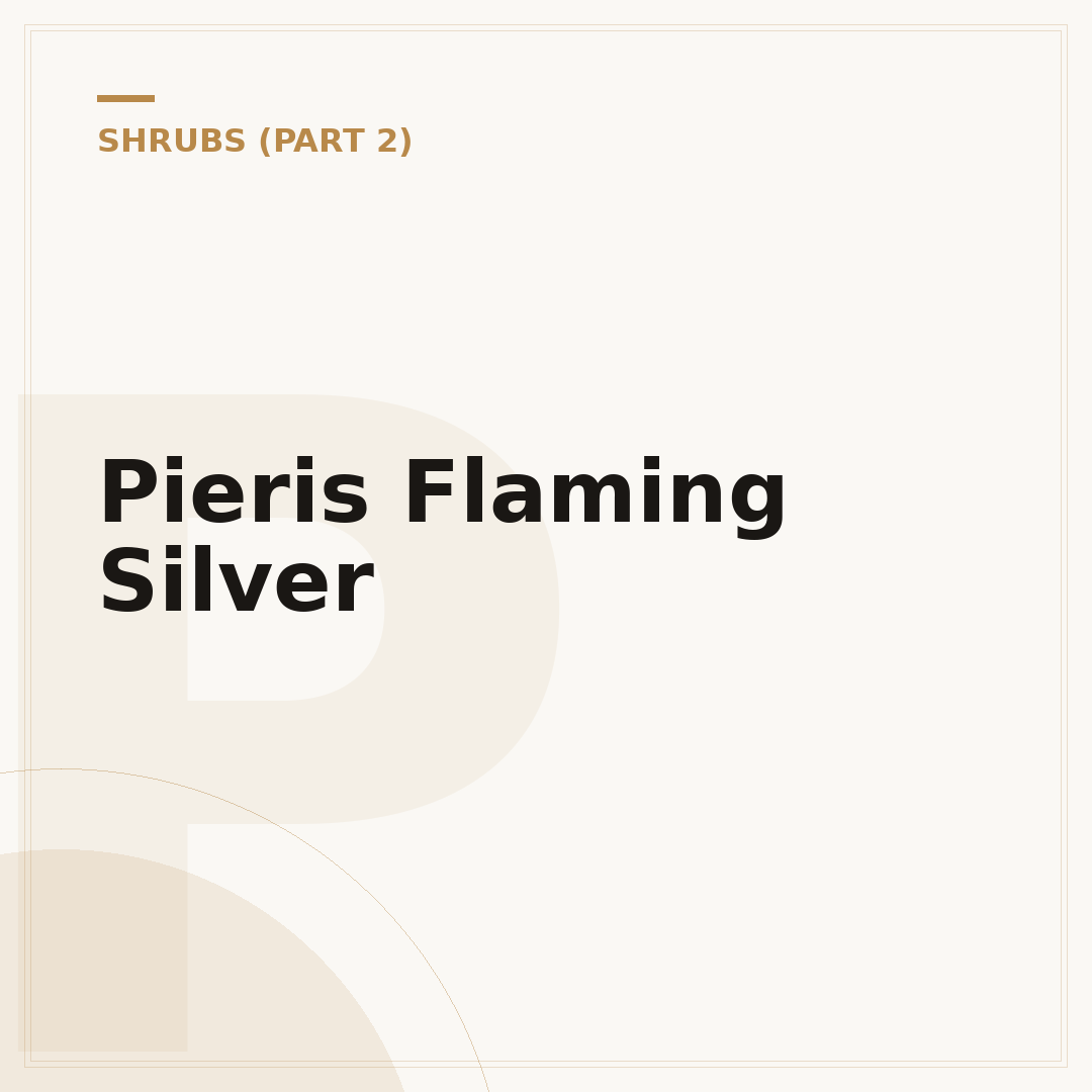 Pieris Flaming Silver